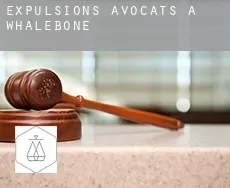 Expulsions avocats à Whalebone