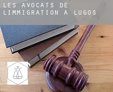 Les avocats de l'immigration à Lugos