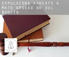 Expulsions avocats à  Bonito (Mato Grosso do Sul)