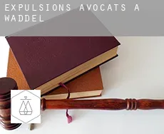 Expulsions avocats à  Waddel