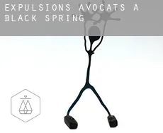Expulsions avocats à  Black Spring