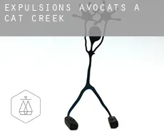 Expulsions avocats à  Cat Creek