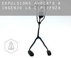 Expulsions avocats à  Ingenio La Esperanza