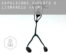 Expulsions avocats à  Lismarelu Farms