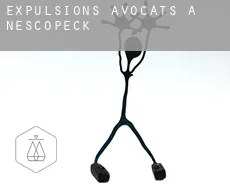 Expulsions avocats à  Nescopeck