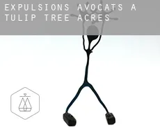 Expulsions avocats à Tulip Tree Acres