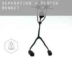 Séparation à  Scotch Bonnet