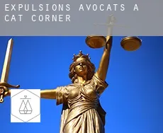 Expulsions avocats à  Cat Corner