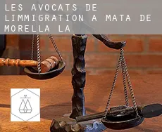 Les avocats de l'immigration à  Mata de Morella (la)