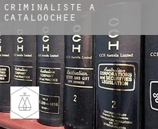 Criminaliste à  Cataloochee