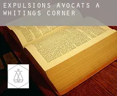 Expulsions avocats à  Whitings Corner