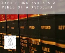 Expulsions avocats à  Pines of Atascocita