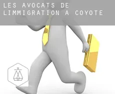 Les avocats de l'immigration à  Coyote